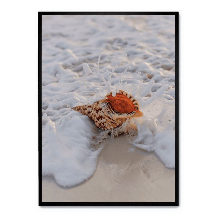 Conch On The Beach