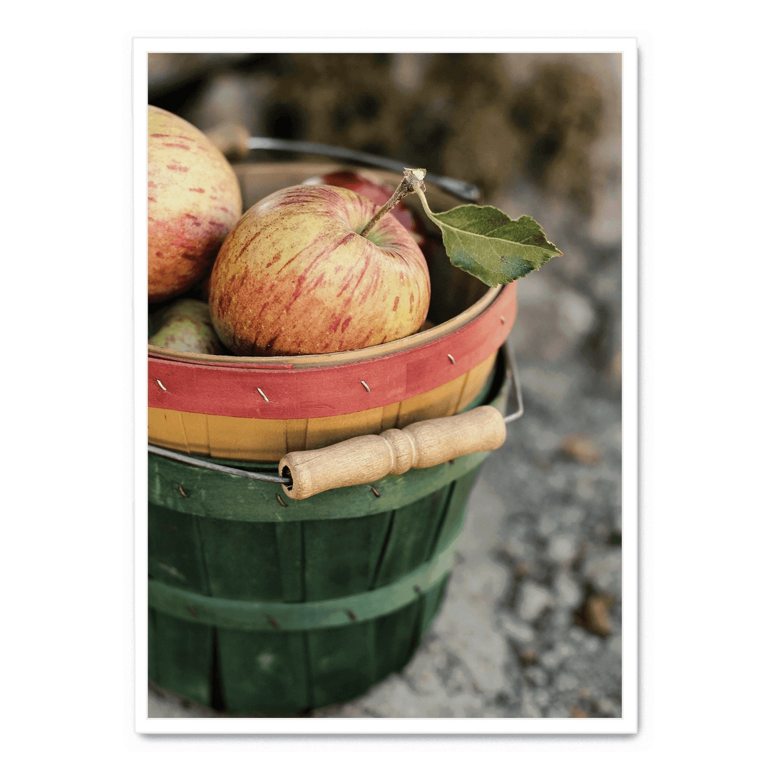 Freshly Picked Apples