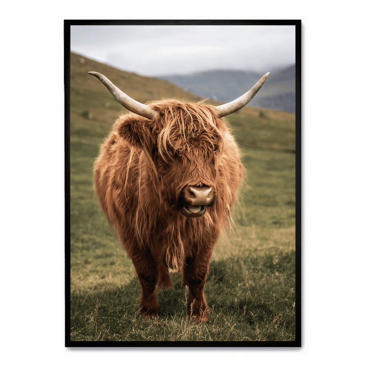 Highland Cattle On Field