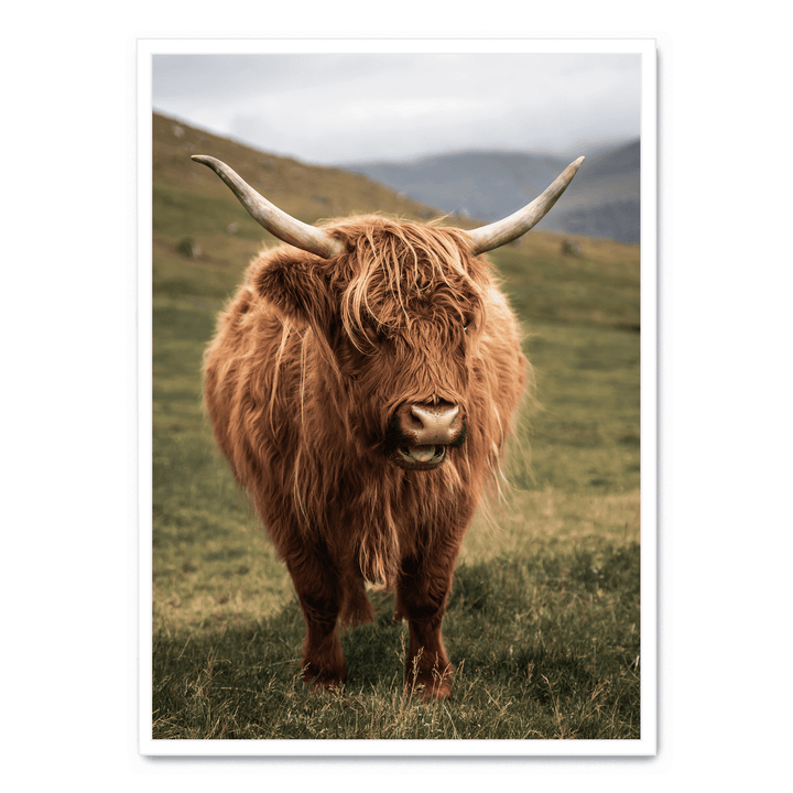 Highland Cattle On Field