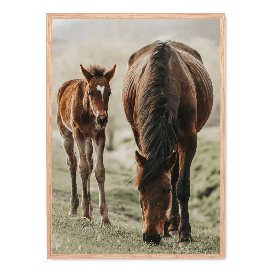 Horse And Foal