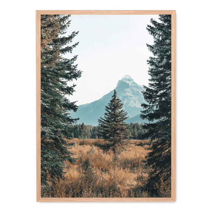 Landscape With Pinetrees