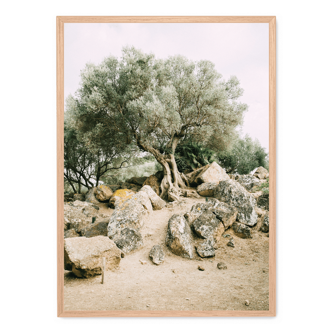 Old Tree In The Heat