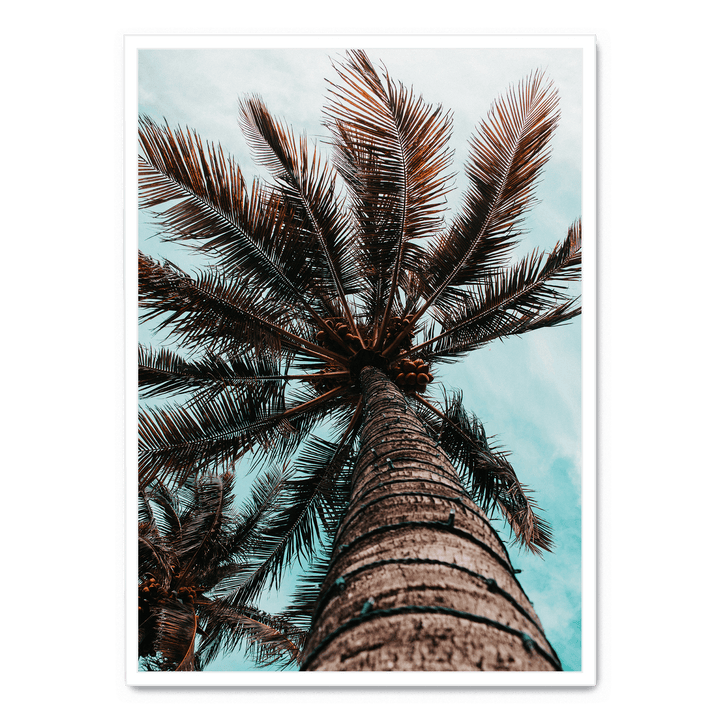 Palm Tree