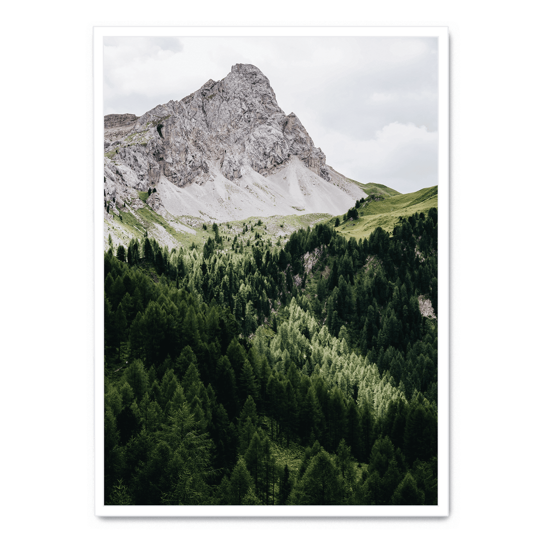 Pinetrees And Mountain