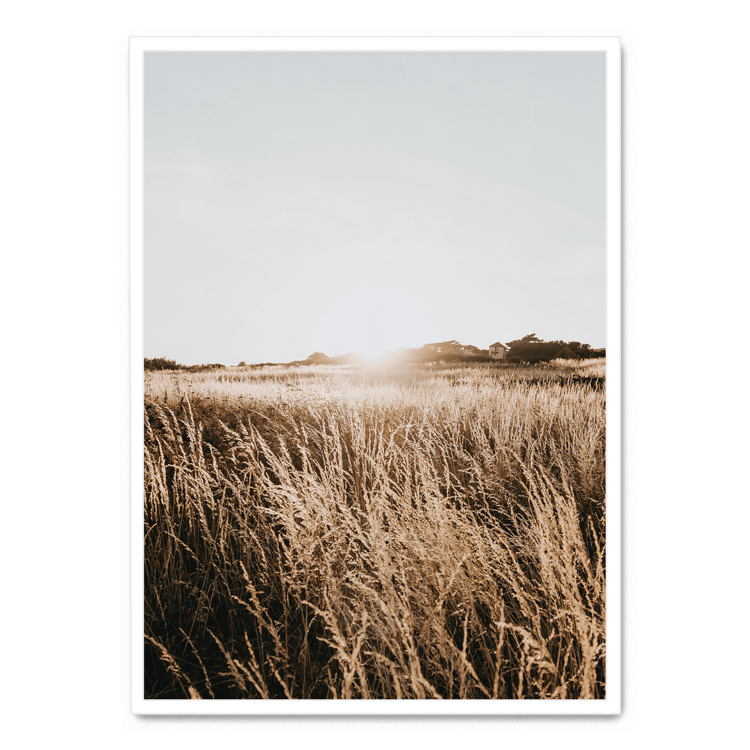 Sunshine In The Field