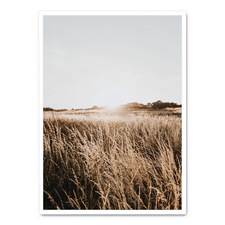 Sunshine In The Field