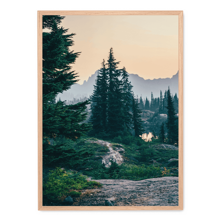 Sunshine In The Woods2