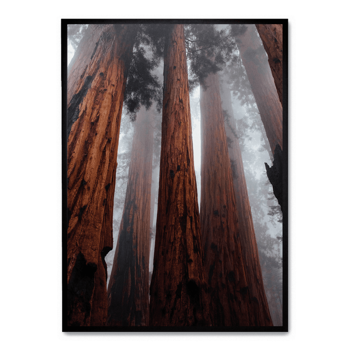 The Trees In The Forest