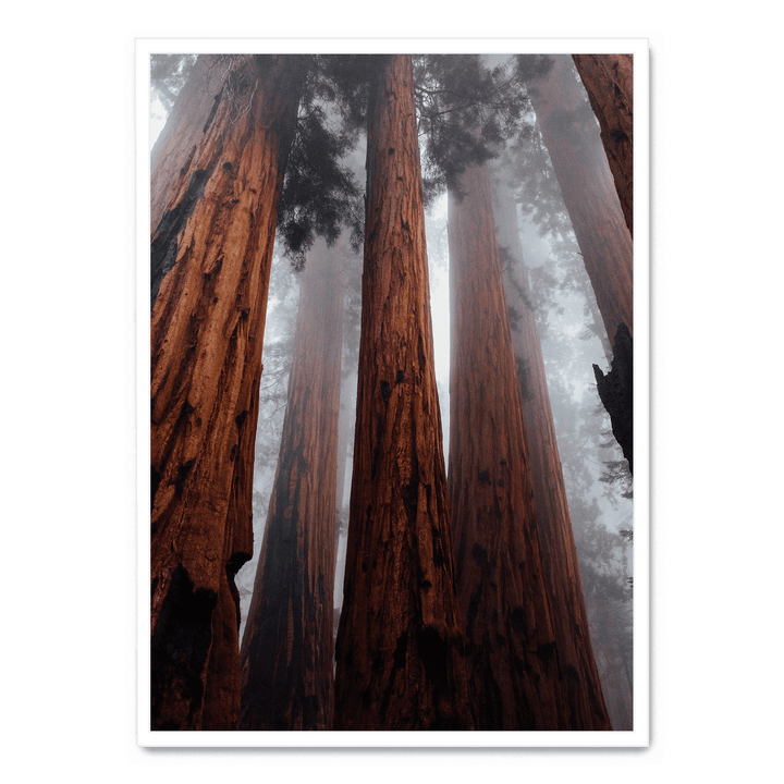 The Trees In The Forest